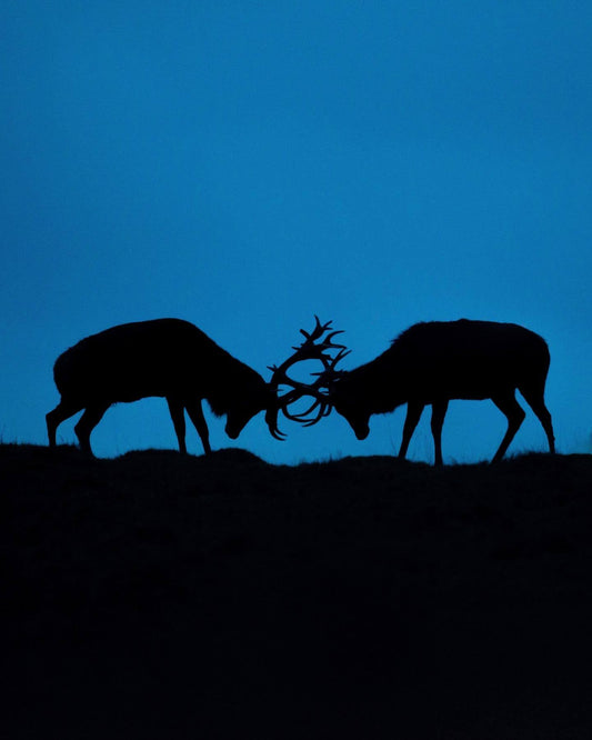Red deer stags fighting in the blue hour 2/2
