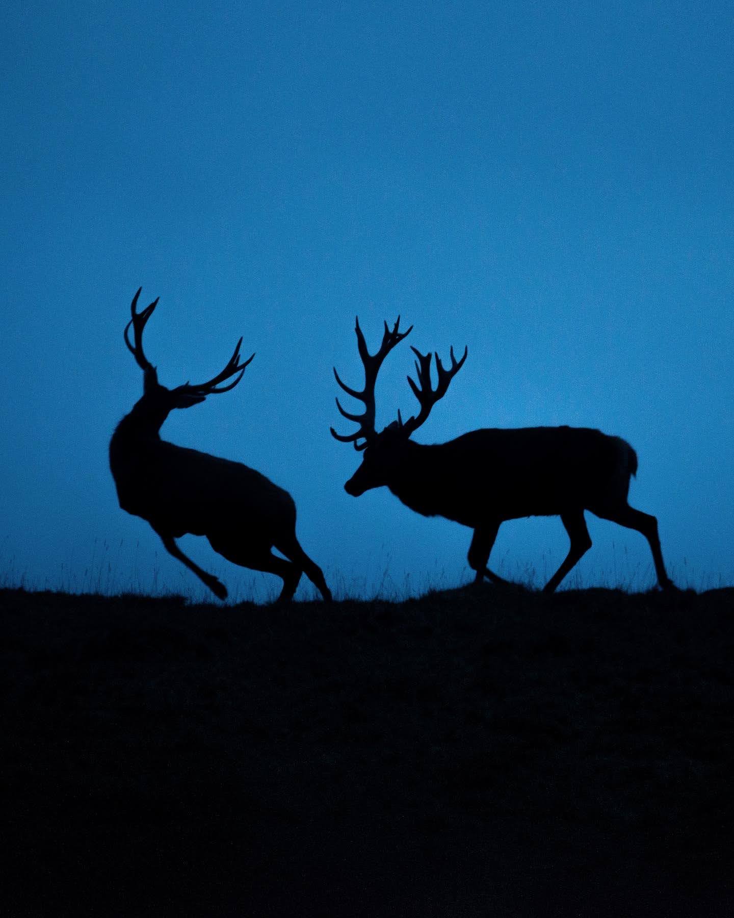 Red deer stags fighting in the blue hour 1/2