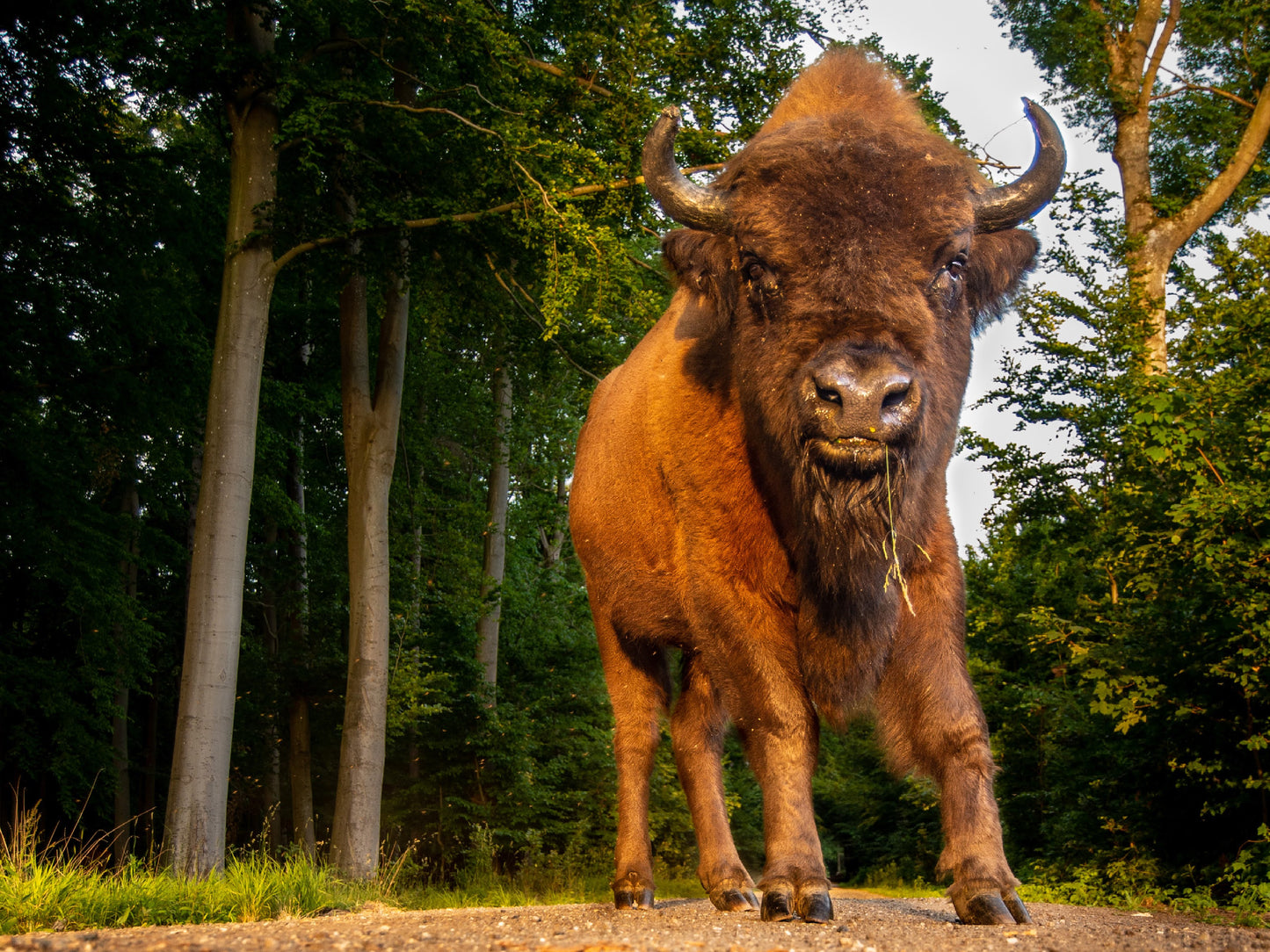 Danish bison (Wide angle)
