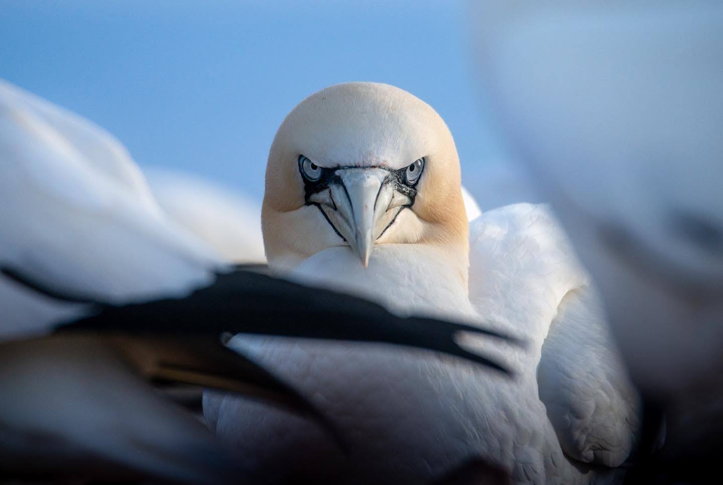 Mean looking gannet