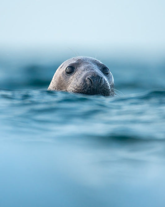 Grey seal (vertical)