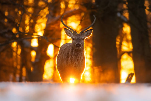 Young stag in the sunset