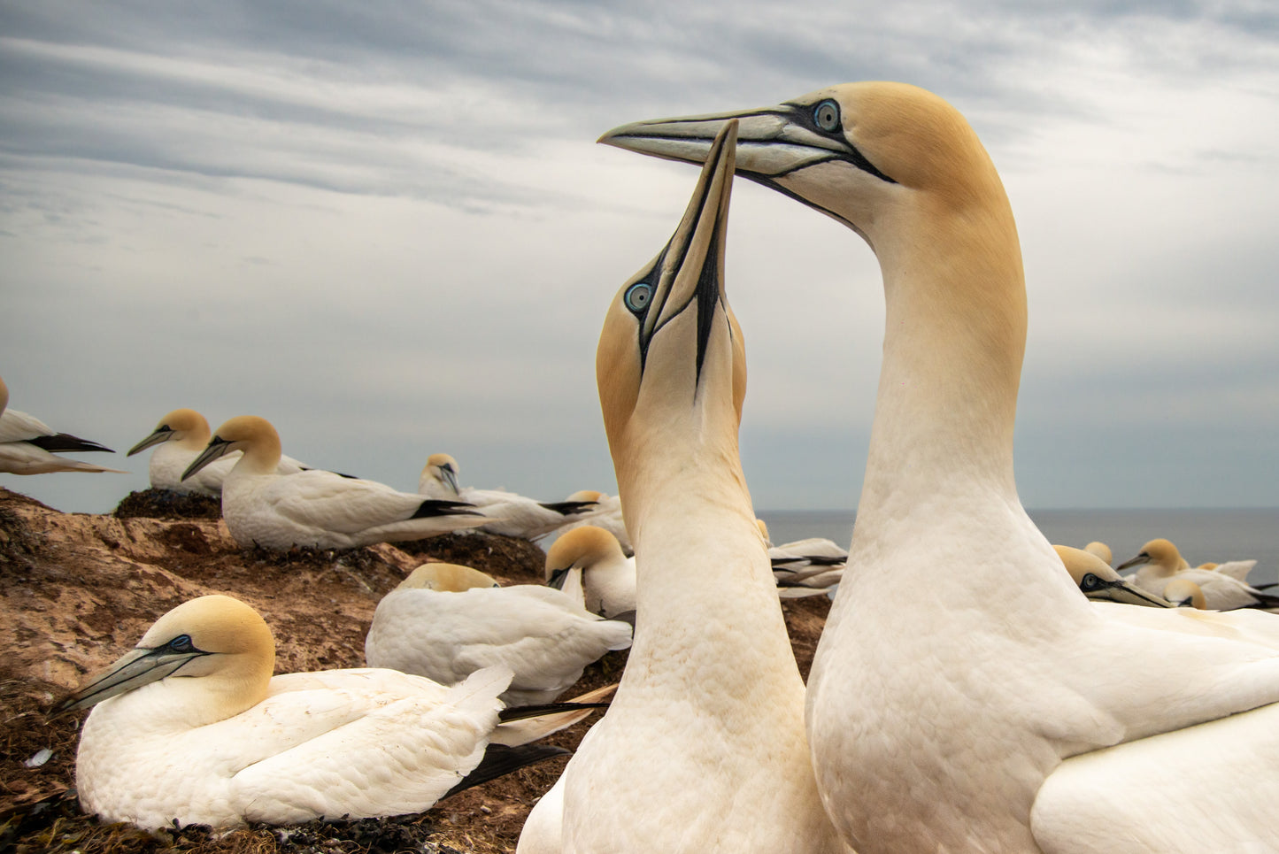 Gannets fencing (Wide angle)