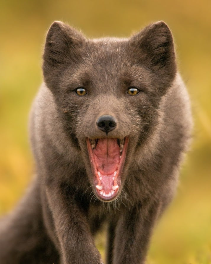Shocked arctic fox from Iceland