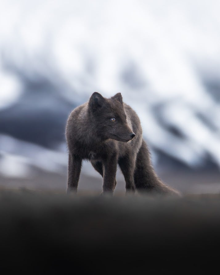 Arctic fox from Iceland