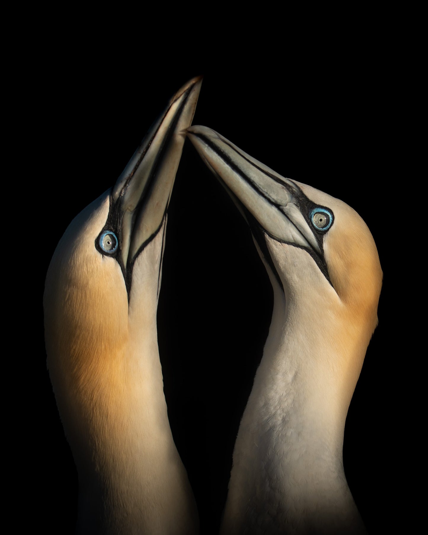 Gannets Fencing (Close up - Vertical)