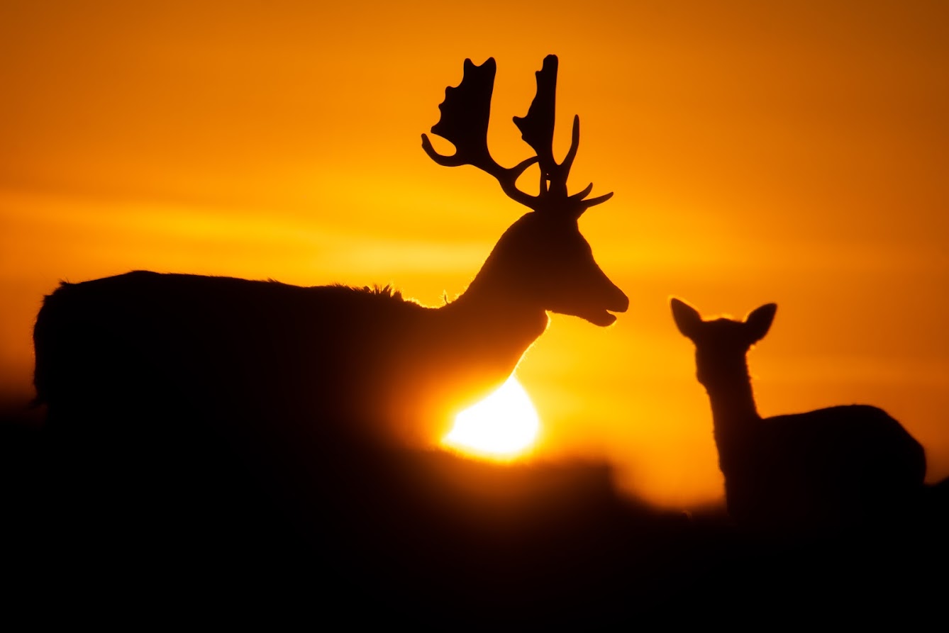 Fallow deer couple in the sunset