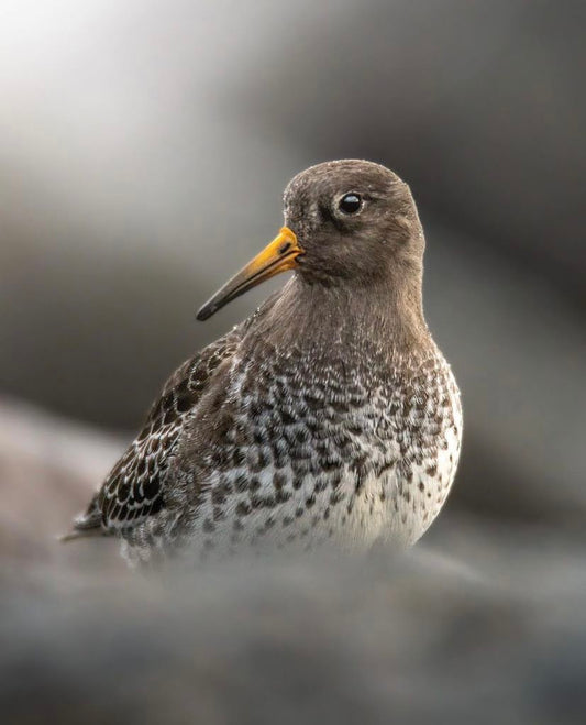 Purple sandpiper off the shore of West-Amager
