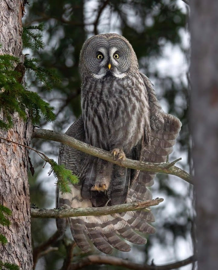 Great Grey Owl in Sweden