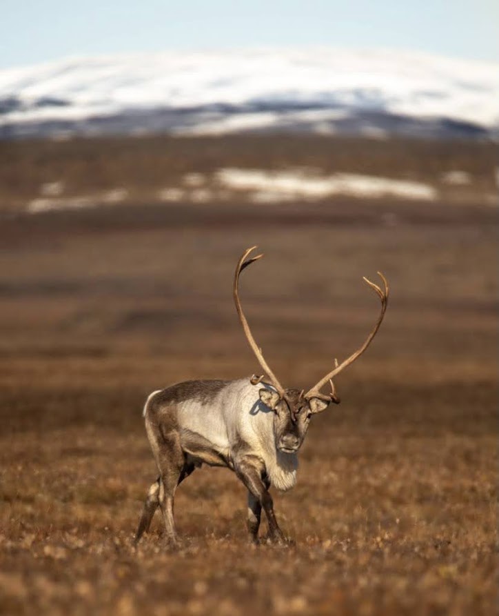 Reindeer from Iceland