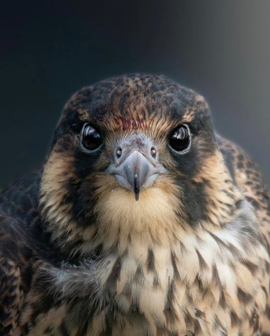 The Peregrine falcon
