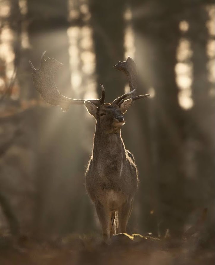 Fallow deer in the sun rays