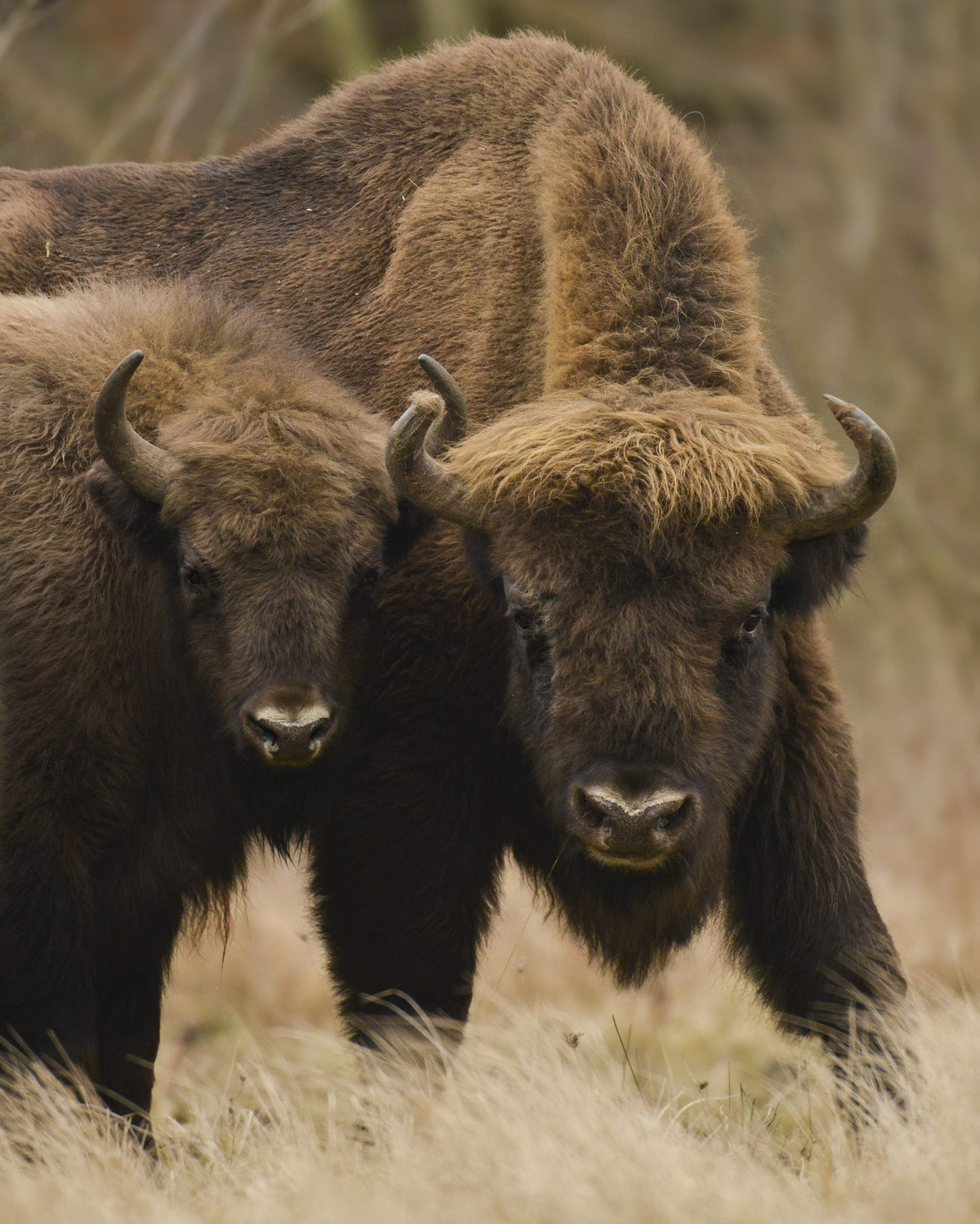 Bison father and son 1/2