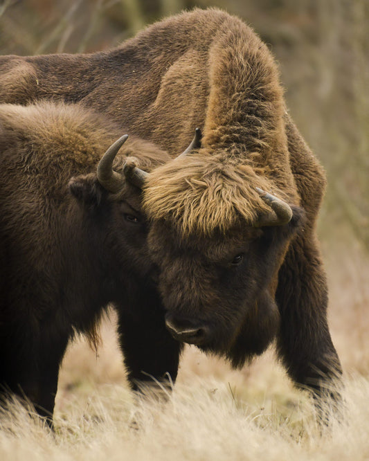 Bison father and son 2/2