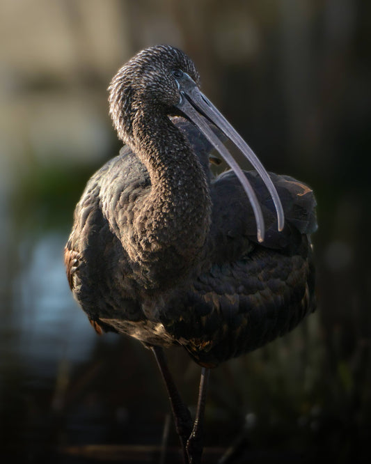 The only glossy ibis in denmark
