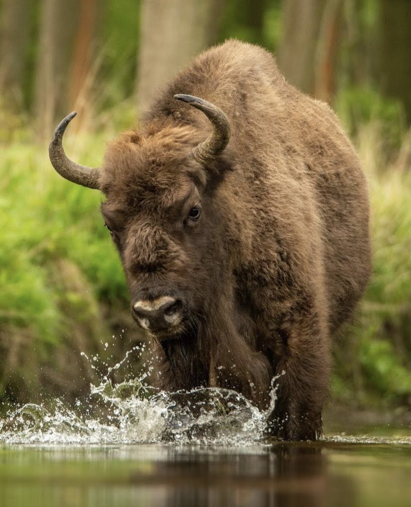 Bison in water 4/4