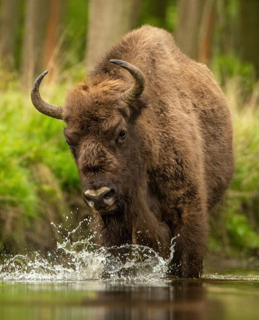 Bison in water 4/4
