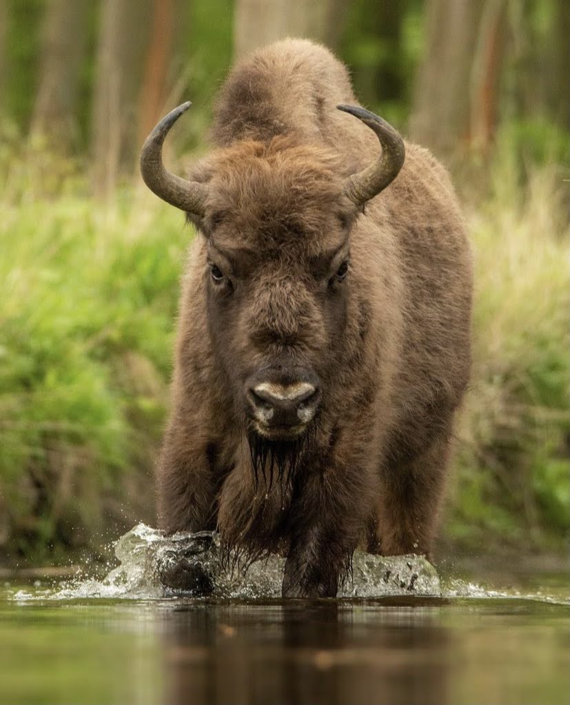 Bison in water 3/4