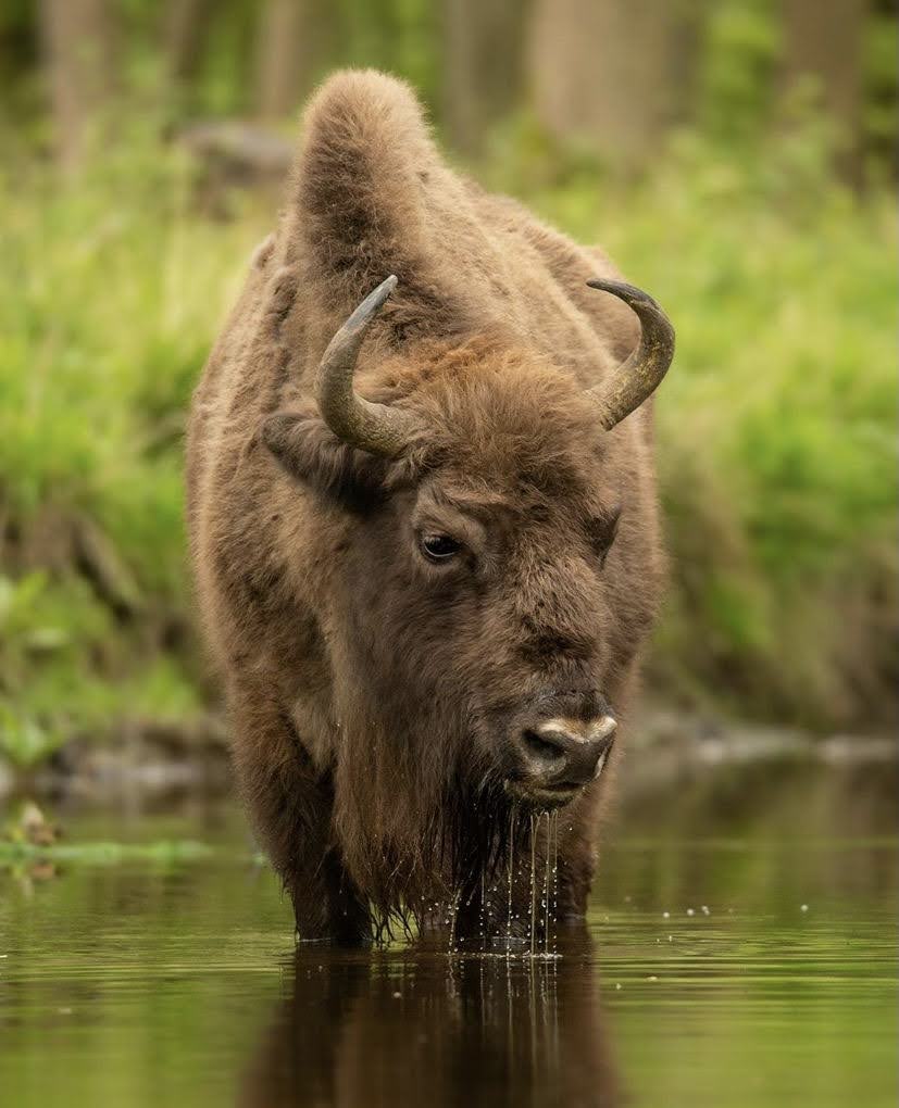 Bison in water 1/4