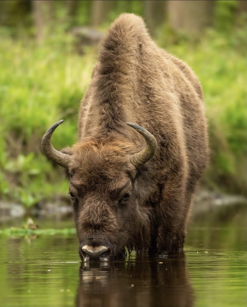 Bison in water 2/4
