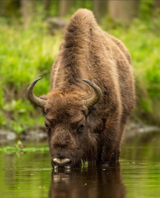 Bison in water 2/4
