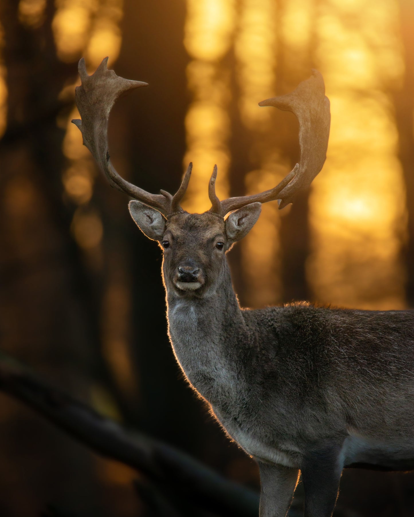Fallow deer stag in the sunset