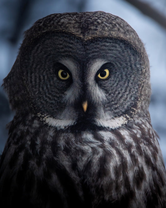 Great Grey Owl in Sweden
