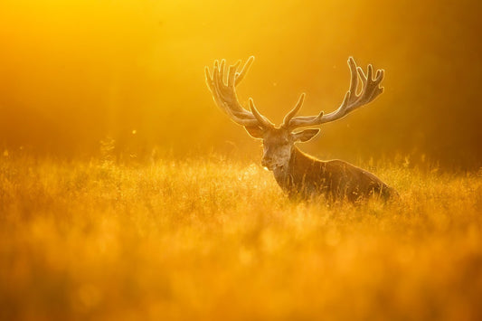 Red deer stag in the sunset