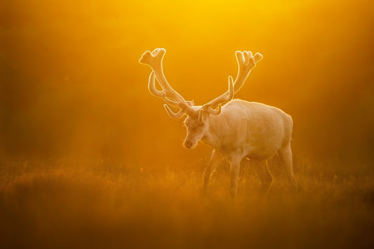 White stag in the sunset